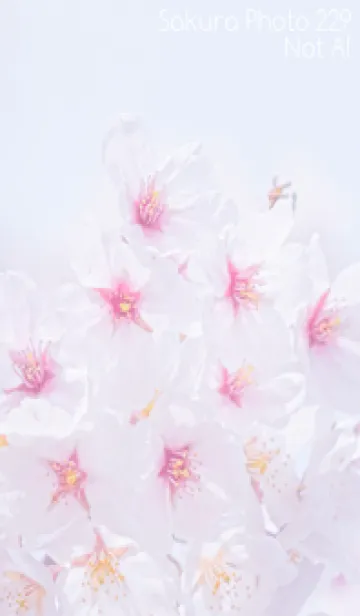 [LINE着せ替え] Sakura Photo 229 Not AIの画像1