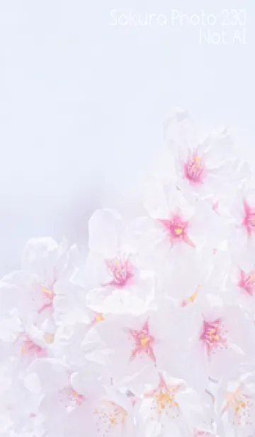 [LINE着せ替え] Sakura Photo 230 Not AIの画像1