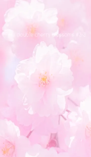 [LINE着せ替え] Real double cherry blossom #3-3の画像1