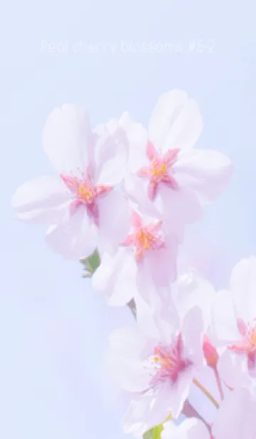 [LINE着せ替え] Real cherry blossom #8-2の画像1