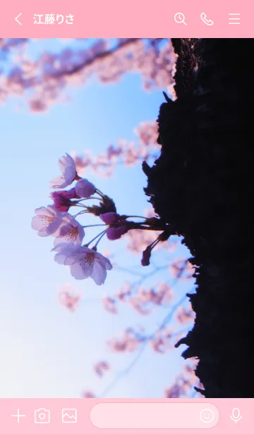 [LINE着せ替え] Real cherry blossom #7-3の画像2