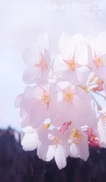 [LINE着せ替え] Sakura Photo 238 Not AIの画像1