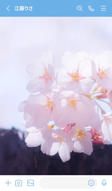 [LINE着せ替え] Sakura Photo 238 Not AIの画像2