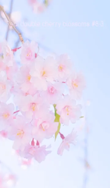 [LINE着せ替え] Real double cherry blossom #8-3の画像1