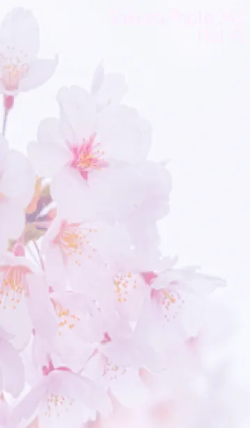[LINE着せ替え] Sakura Photo 242 Not AIの画像1