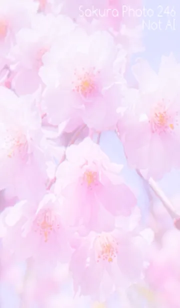 [LINE着せ替え] Sakura Photo 246 Not AIの画像1