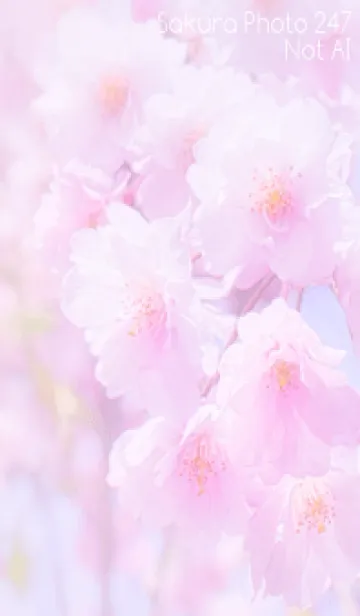 [LINE着せ替え] Sakura Photo 247 Not AIの画像1