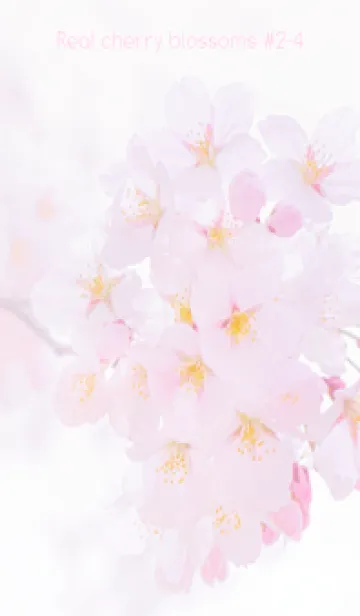 [LINE着せ替え] Real cherry blossom #2-4の画像1
