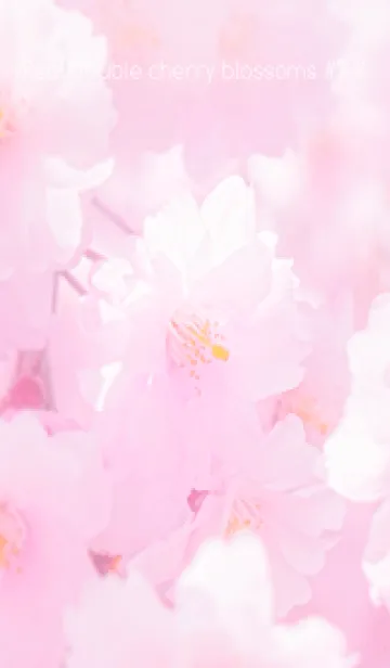 [LINE着せ替え] Real double cherry blossom #2-4の画像1