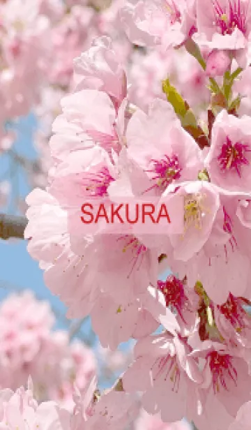 Spring is almost here. SAKURA.38の着せ替えメイン画像