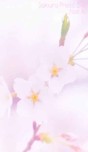 [LINE着せ替え] Sakura Photo 248 Not AIの画像1