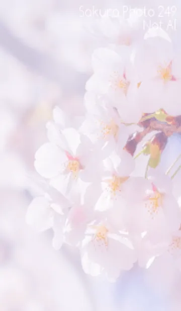[LINE着せ替え] Sakura Photo 249 Not AIの画像1