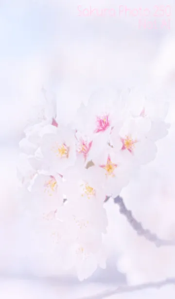 [LINE着せ替え] Sakura Photo 250 Not AIの画像1