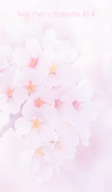 [LINE着せ替え] Real cherry blossom #3-4の画像1