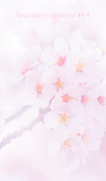 [LINE着せ替え] Real cherry blossom #4-4の画像1