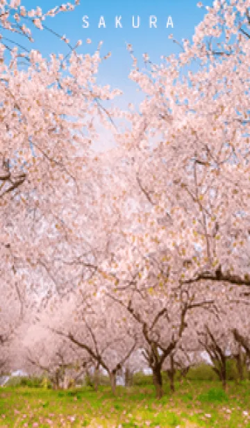 [LINE着せ替え] 満開の桜01_1の画像1