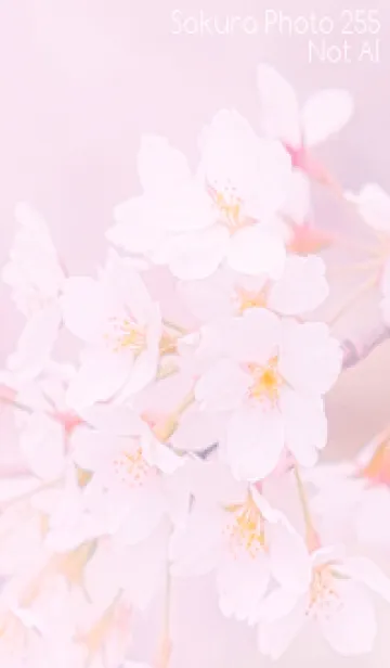 [LINE着せ替え] Sakura Photo 255 Not AIの画像1