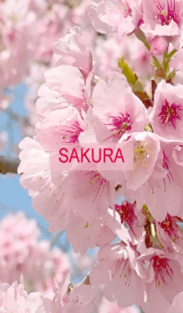 [LINE着せ替え] Spring is almost here. SAKURA.40の画像1