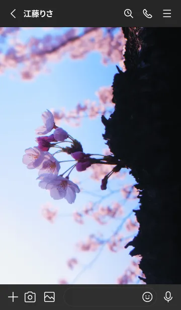 [LINE着せ替え] Real cherry blossom #7-4の画像2