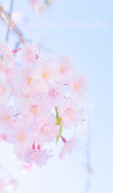 [LINE着せ替え] Real double cherry blossom #8-4の画像1