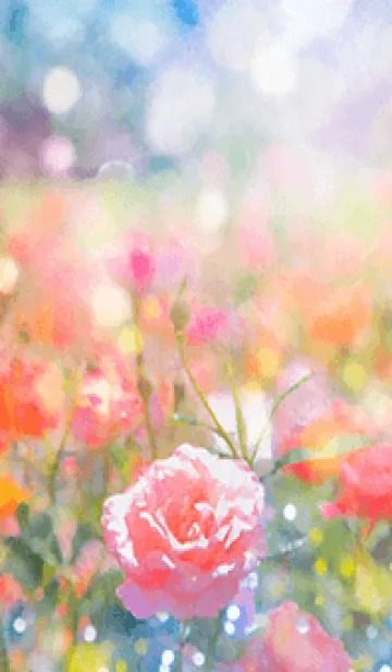 [LINE着せ替え] 薔薇(バラ)の花の着せかえ(R3547)の画像1