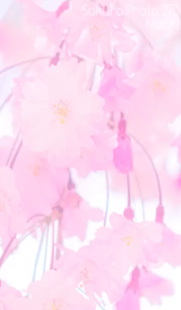 [LINE着せ替え] Sakura Photo 270 Not AIの画像1