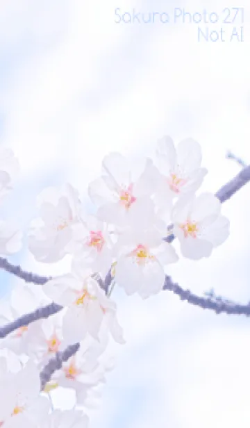 [LINE着せ替え] Sakura Photo 271 Not AIの画像1
