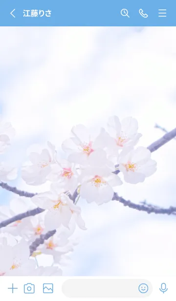 [LINE着せ替え] Sakura Photo 271 Not AIの画像2