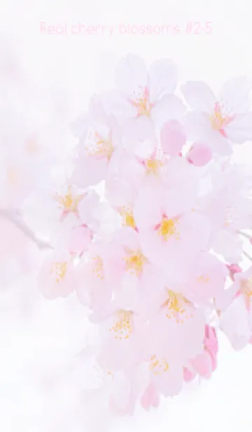[LINE着せ替え] Real cherry blossom #2-5の画像1