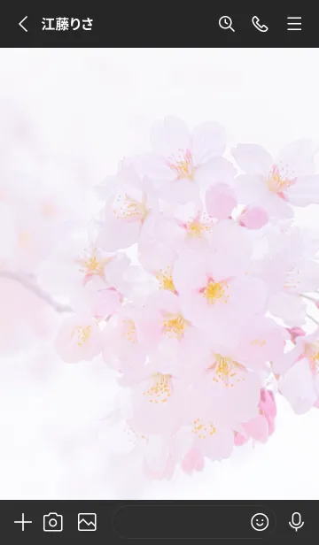 [LINE着せ替え] Real cherry blossom #2-5の画像2