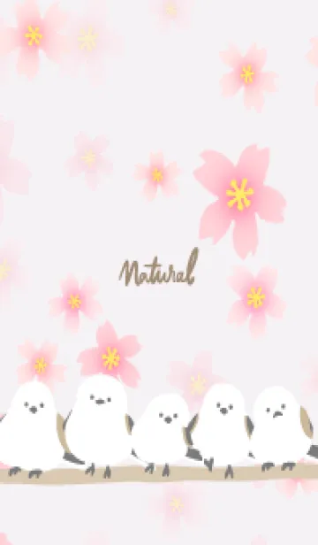 [LINE着せ替え] シマエナガ 桜咲く7の画像1