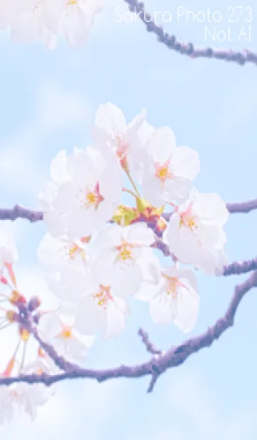 [LINE着せ替え] Sakura Photo 273 Not AIの画像1