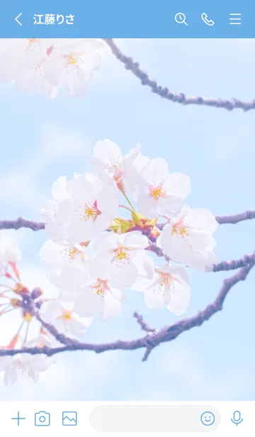 [LINE着せ替え] Sakura Photo 273 Not AIの画像2