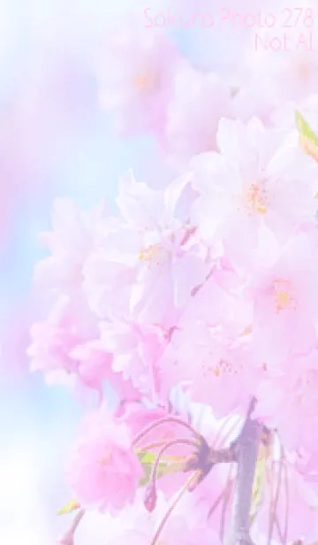 [LINE着せ替え] Sakura Photo 278 Not AIの画像1