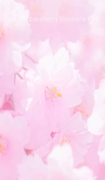 [LINE着せ替え] Real double cherry blossom #2-5の画像1