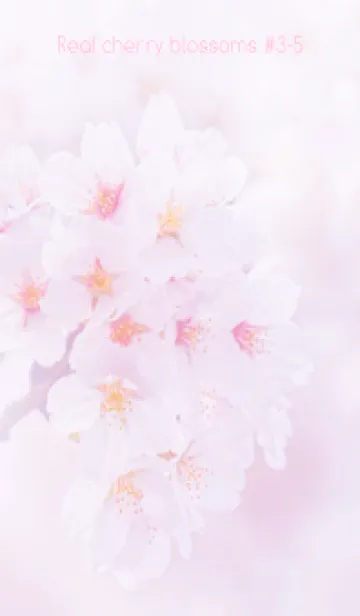 [LINE着せ替え] Real cherry blossom #3-5の画像1