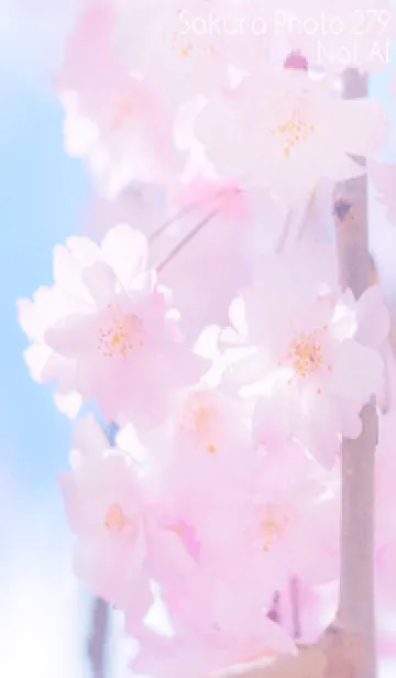 [LINE着せ替え] Sakura Photo 279 Not AIの画像1