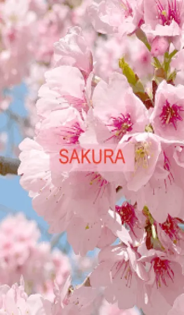 [LINE着せ替え] Spring is almost here. SAKURA.41の画像1