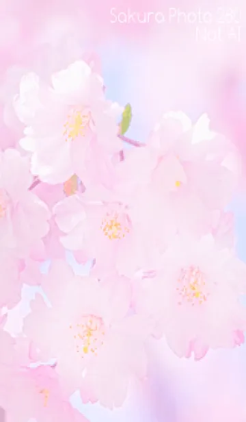 [LINE着せ替え] Sakura Photo 280 Not AIの画像1