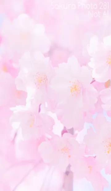 [LINE着せ替え] Sakura Photo 281 Not AIの画像1