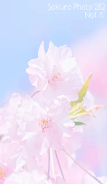 [LINE着せ替え] Sakura Photo 282 Not AIの画像1