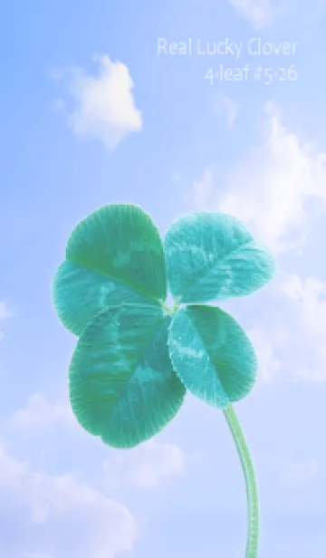 [LINE着せ替え] 本物ラッキークローバー 4-leaf #5-26の画像1