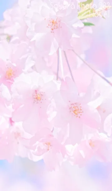 [LINE着せ替え] Sakura Photo 283 Not AIの画像1