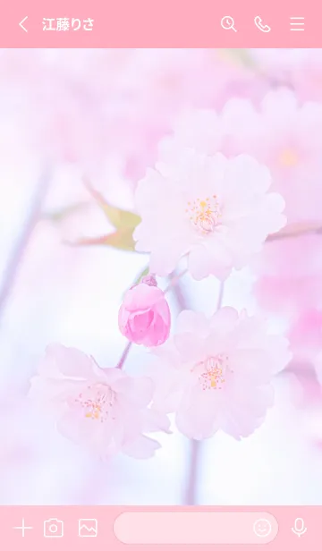 [LINE着せ替え] Sakura Photo 284 Not AIの画像2