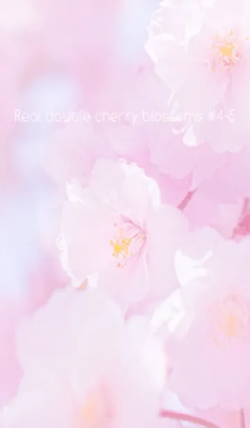 [LINE着せ替え] Real double cherry blossom #4-5の画像1