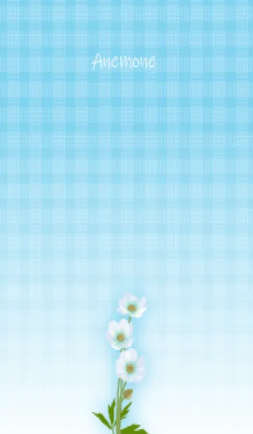 [LINE着せ替え] 4月の誕生花＊白いアネモネの画像1