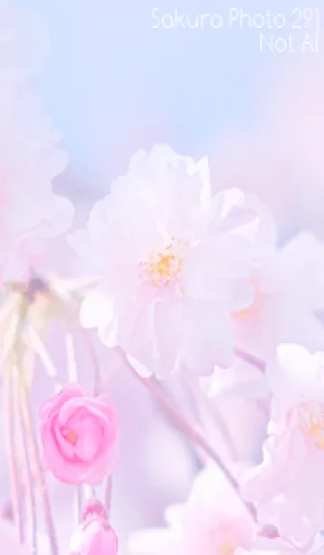 [LINE着せ替え] Sakura Photo 291 Not AIの画像1