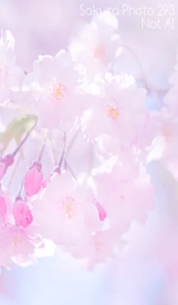 [LINE着せ替え] Sakura Photo 293 Not AIの画像1