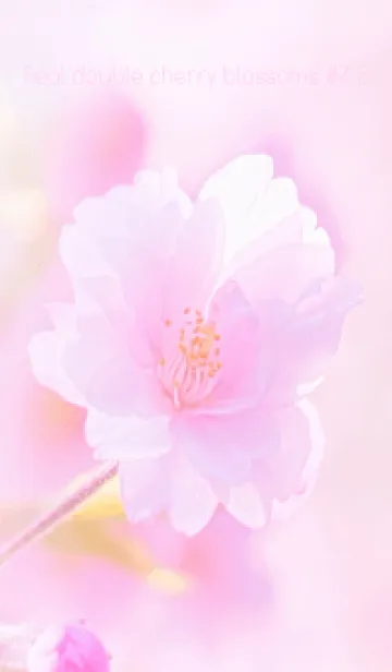 [LINE着せ替え] Real double cherry blossom #7-5の画像1