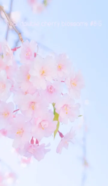 [LINE着せ替え] Real double cherry blossom #8-5の画像1